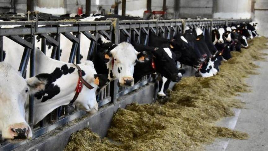 Het aantal melkkoeien is met 1,65% gestegen, of met ongeveer 8.700 dieren in 2019.
