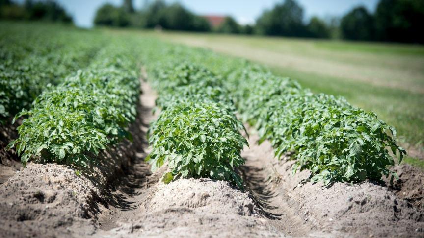 De totale oppervlakte aan aardappelen is met 4.856 ha gestegen of 5,2% in 2019. De stijging vond bijna volledig in Vlaanderen plaats (+4.839 ha, of +9,7%).