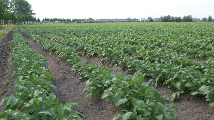 Landbouworganisaties in Oceanië vrezen dat de markt overspoelt wordt met Europese friet.