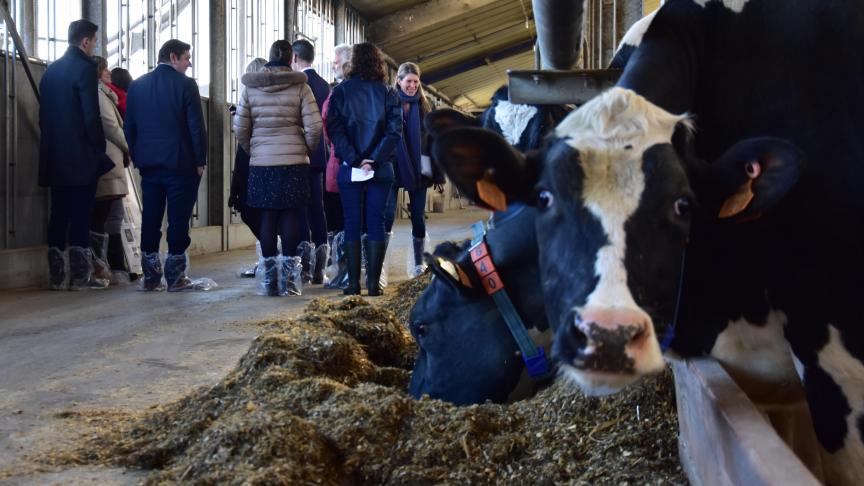 Het toevoegen van bierdraf en koolzaadschroot leidde bij proeven op ILVO tot een reductie van 13
% minder methaan per kg melk.