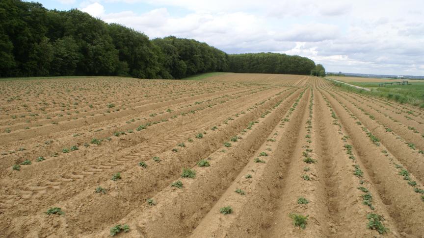 Het Belgische aardappelareaal groeide enorm de laatste jaren, maar zou nu kunnen krimpen.