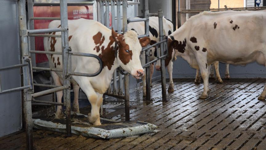 Elke productieve koe gaat meermaal daags over matten met desinfecterende en verzorgende  producten aan de uitgang van de melkrobot.  Dit is uitstekend voor de klauwgezondheid.