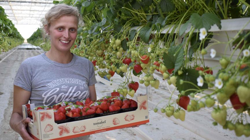 Tomabel- en aardbeiproducent Sien Vermeulen uit Passendale