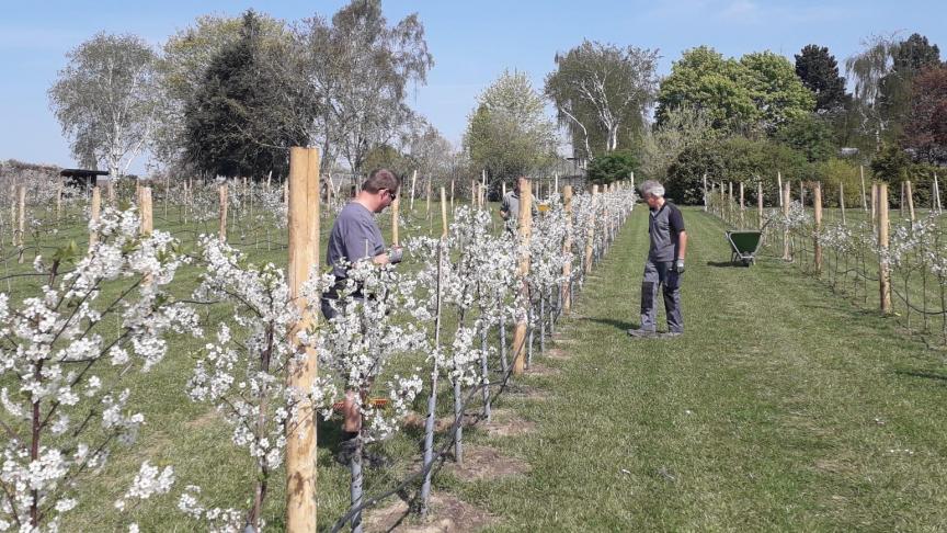 Het provinciaal Proefcentrum Pamel in Roosdaal werkt, samen met haar partners, aan een rendabele variant van de Schaarbeekse kriek voor gebruik in streekproducten.