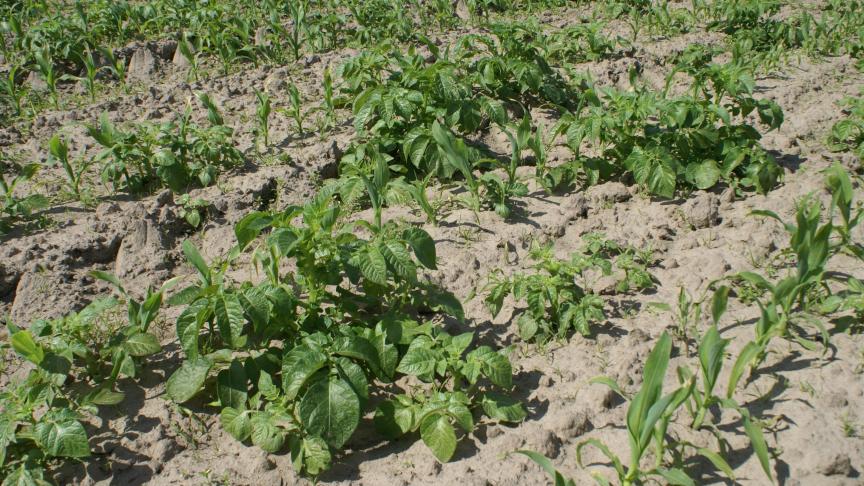 Aardappelopslag wordt goed bestreden in het ‘10 tot 15 cm stadium’ van de meest ontwikkelde aardappelplanten.