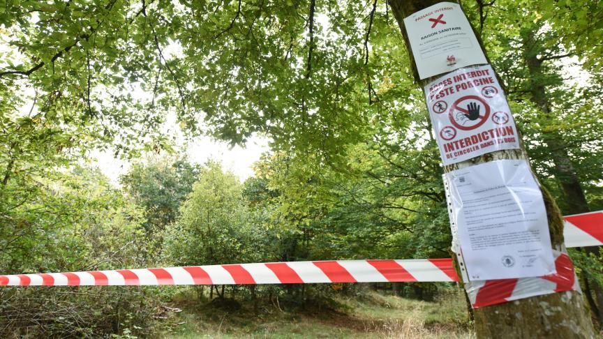Er werden geen positieve gevallen of karkassen van everzwijnen meer gevonden. Daarom kunnen Luxemburgse bossen terug openen voor buurtbewoners.