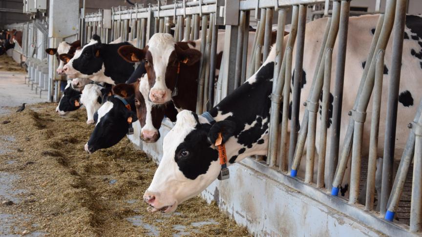 IBR-vrije status voor meer dan 92% van alle Vlaamse bedrijven. DGZ feliciteert alle betrokken veehouders en dierenartsen!