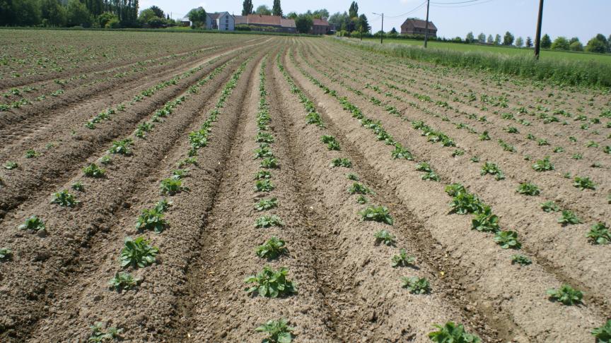 ABS vraagt consumenten vooral aardappelen rechtstreeks van de boer te kopen.