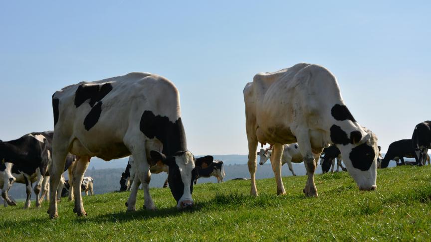 BBL pleit voor maatregelen om de klimaatdoelen te halen, waaronder beperking van de veestapel.