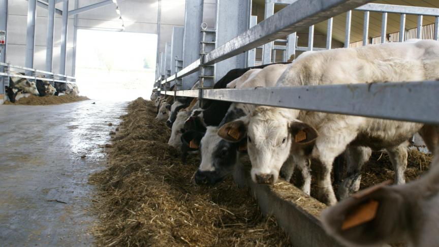 In de VS heeft een beperkt aantal rundvleesproducenten de slachtcapaciteit in handen.