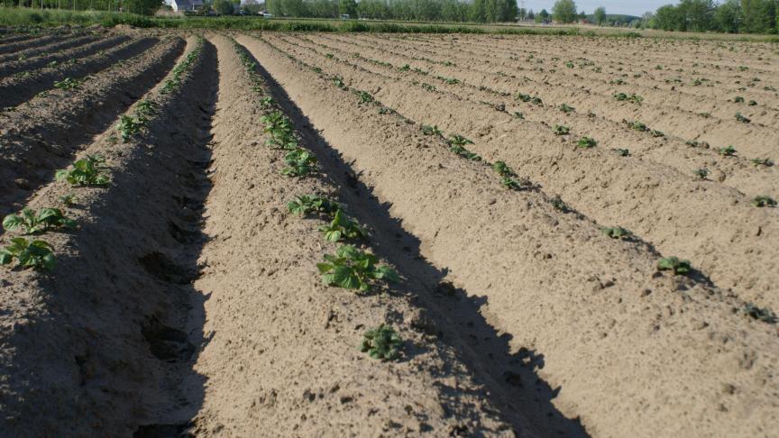 Vooralsnog is de Europese solidariteit met de aardappelsector ver te zoeken, stelt Belgapom vast.