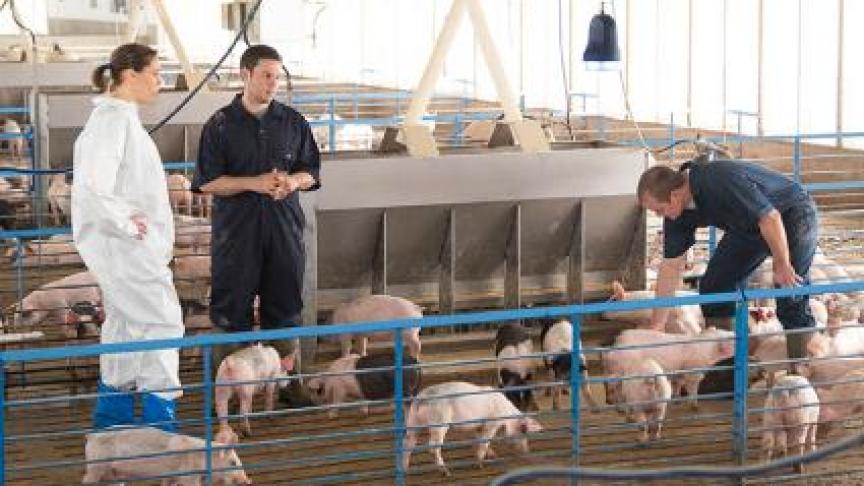 SoundTalks volgt vandaag de gezondheid van varkens op via de hoestmonitor, in de nabije toekomst komt ook de pluimveesector in het vizier.