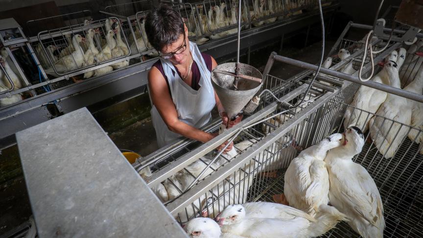 Vlaanderen zet uiterlijk op 30 november 2023 een punt achter de pelsdierkweek en de productie van foie gras door middel van dwangvoeding.