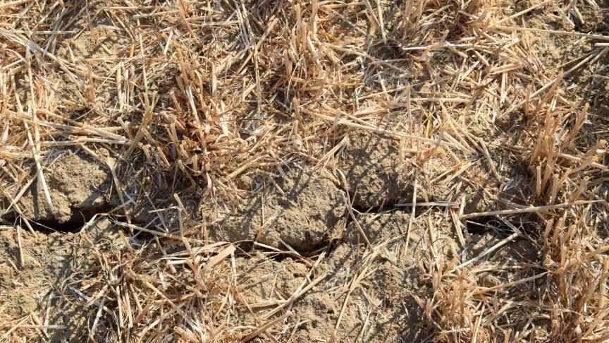 Waalse boeren krijgen in juni eindelijk een vergoeding voor de droogte in 2018.