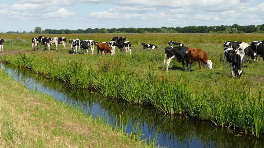 Zowel in oppervlaktewater als in grondwater worden veterinaire antibiotica vastgesteld.