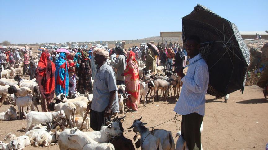 Kleinschalige boeren produceren 70% van al het voedsel wereldwijd, aldus Rikolto. Zoals hier in Ethiopische Somali-regio, waar nomadisch levende mensen met een klein aantal stuks vee rondreizen.