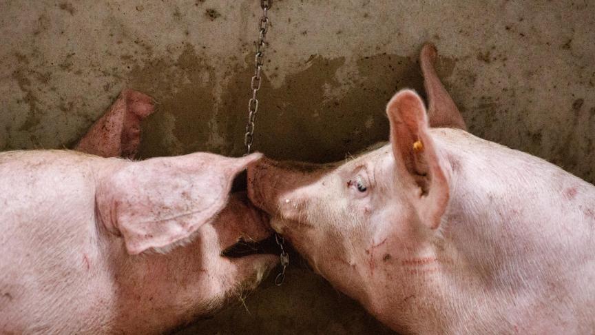 Een tijdelijke private opslag zou de druk op de varkenssector verlagen.