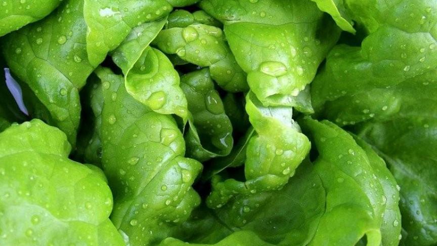 Op 11 mei 2020 verdedigde Jolien Claerbout online haar doctoraat “Epidemiology and biology of soil-borne pathogens affecting glasshouse-grown butterhead lettuce”. Promotoren zijn Prof. dr. ir. Monica Höfte van UGent en Prof. dr. ir. Nicole Viaene van UGent en ILVO.