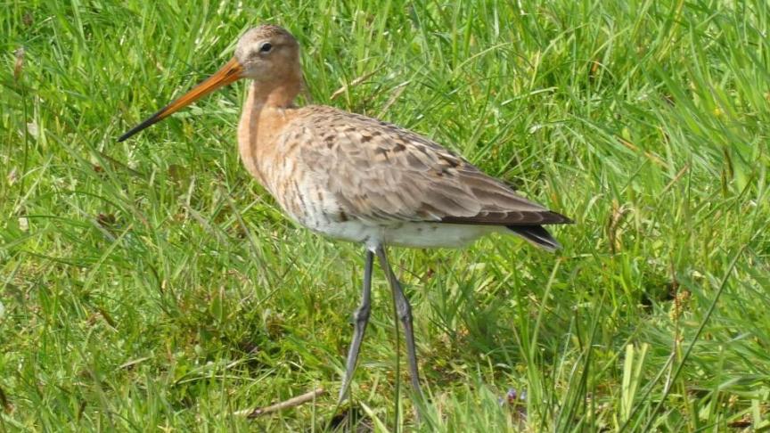 Sinds 1990 zijn de populaties akker- en weidevogels en graslandvlinders met meer dan 30 procent gedaald.