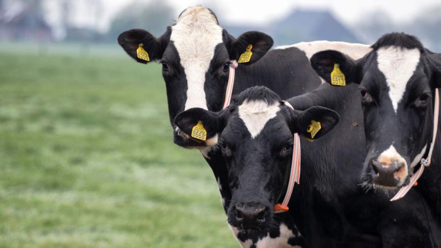 Connecterra denkt dat kunstmatige intelligentie steeds belangrijker wordt in de veehouderij.