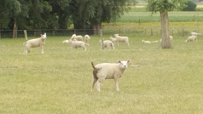 In het maag-darmstelsel van schapen produceren volwassen rondwormen eieren, die met de mest op de weide terechtkomen.