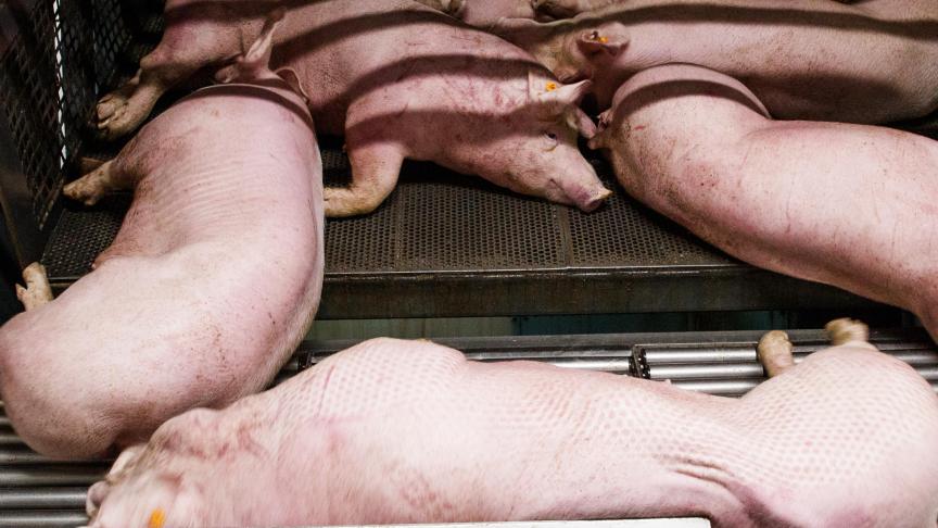 China heeft een tekort aan eigen varkensvlees, in verband met de Afrikaanse varkenspest (AVP).