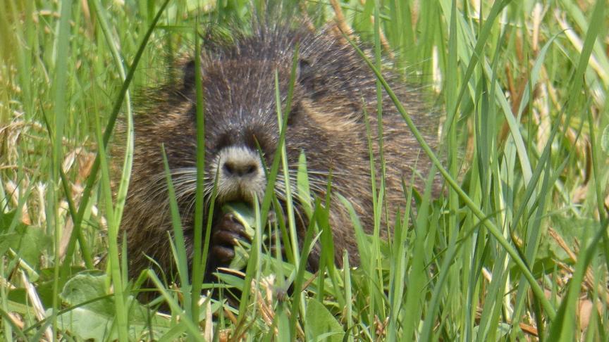 Vraat door muskusratten beschadigt landbouwgewassen en kan leiden tot het lokaal  uitsterven van plantengemeenschappen.