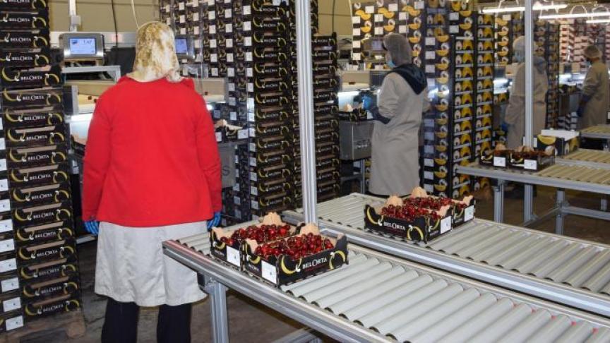 In het kader van de Gemeenschappelijke Marktordening staat BelOrta bovenaan de lijst van Vlaamse producentenorganisaties die steun ontvangen.