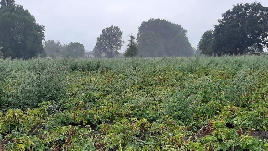 Het teeltjaar was qua onkruidbestrijding lastig, zeker ook in aardappelen.