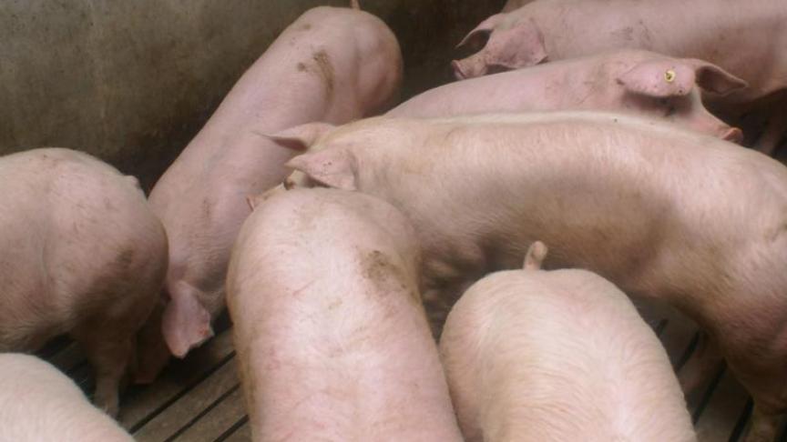 Hitte- en droogteproblemen is maar een van de thema’s. Onder meer voor varkens wordt de reductie van die warmte bekeken.