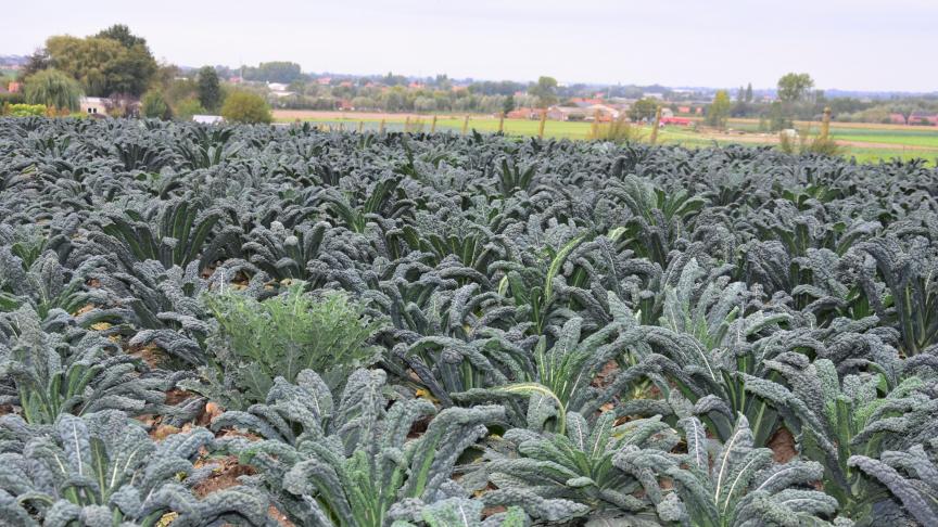 Biologische landbouw wint verder aan belang.