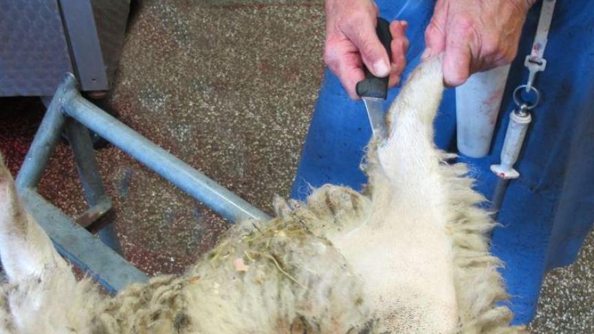 De voorbije dagen werden enkele illegale schapenslachterijen stilgelegd.