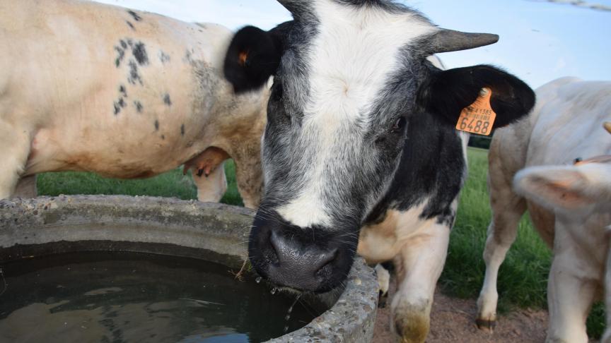 Op (extreem) warme dagen moet je zeker controleren of je dieren nog voldoende water ter beschikking hebben.