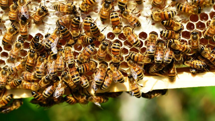 Met het nieuwe bijenteeltprogramma wil de overheid de strijd tegen de wintersterfte van bijen in onze contreien aanpakken.