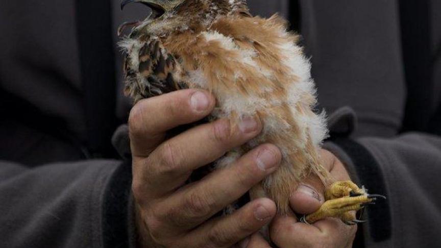 De boer kreeg van de Vlaamse overheid een subsidie speciaal gericht op het beschermen van een aantal zeldzame broedvogels.