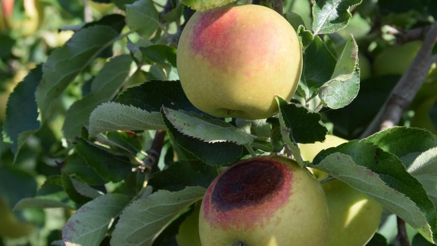 Bij zonnebrand ontstaan er grote verbrande plekken op het fruit, en dit met het uitzicht van niet-appetijtelijke bruine en rotte plekken.