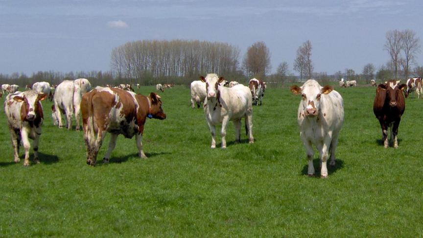 DGZ vraagt veehouders extra waakzaam te zijn.