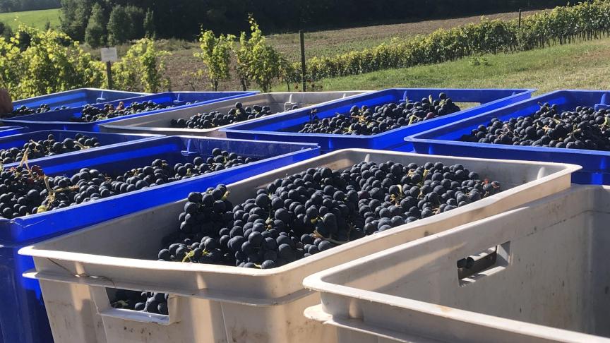 De Belgische wijnbouw is nog geen grote sector, maar ze groeit wel elk jaar.