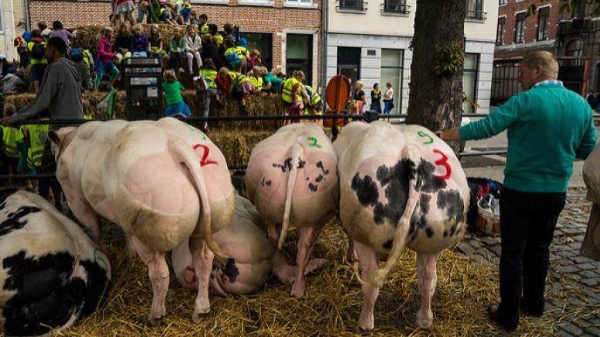 De aanwezigheid van (landbouw)dieren betekent voor veel stedelingen een unieke kans om de imposante beesten van dichtbij te bewonderen. Dat zal in de toekomst gelukkig nog mogelijk zijn.