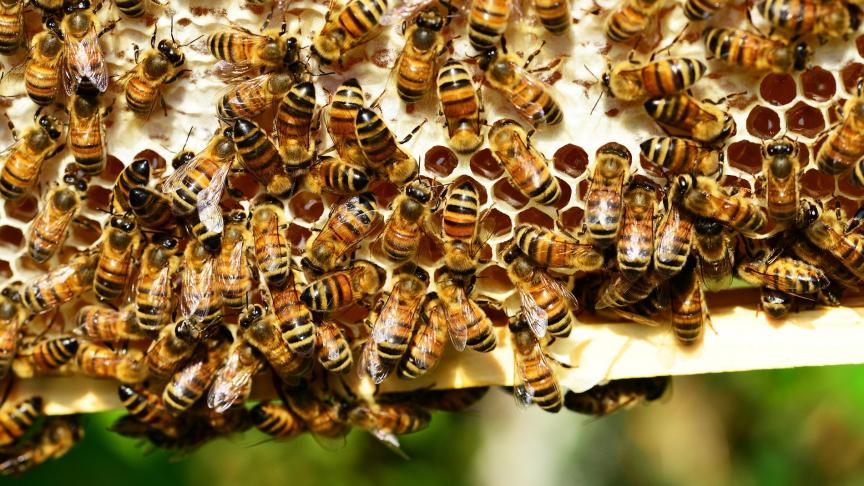 Gentse onderzoekers zorgen voor doorbraak in het onderzoek naar bijensterfte.