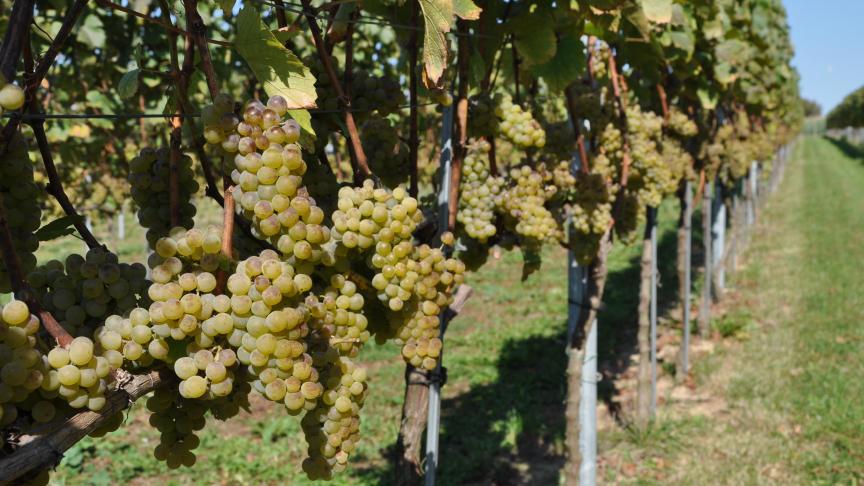 Vzw Belgische Wijnbouwers vraagt een verlaging van de accijnzen, administratieve vereenvoudiging en meer bekendheid bij de consument om de wijnbouwers vooruit te helpen