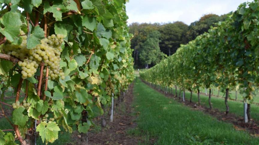 De weersomstandigheden speelden in 2019 een grote rol voor de wijnbouw in ons land. Er werd een kwart minder geproduceerd dan in het topjaar 2018.