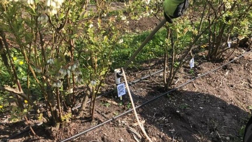 De focus van het project Smart Growers ligt op 3 slimme technieken die ingezet kunnen worden voor de teelt van asperges, blauwe bessen (foto) en laanbomen.