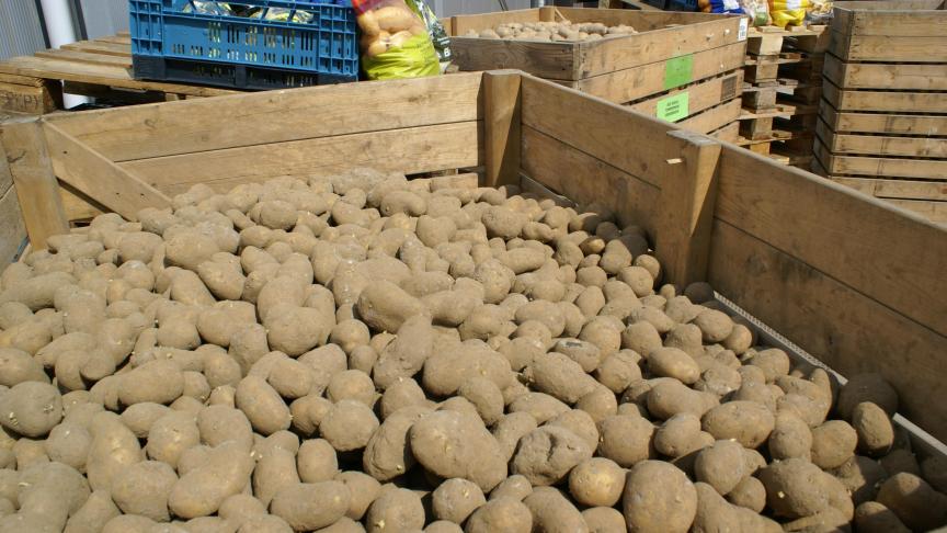 NEPG voorziet een slechte markt voor vrije aardappelen.