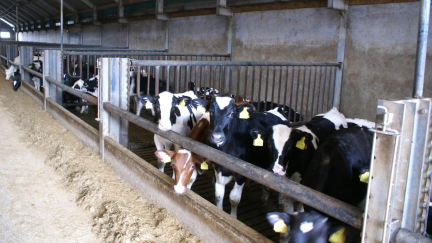 De nieuwe eis is nodig omwille van het zeer strenge reductie-pad inzake antibioticagebruik dat de vleeskalversector opgelegd krijgt.