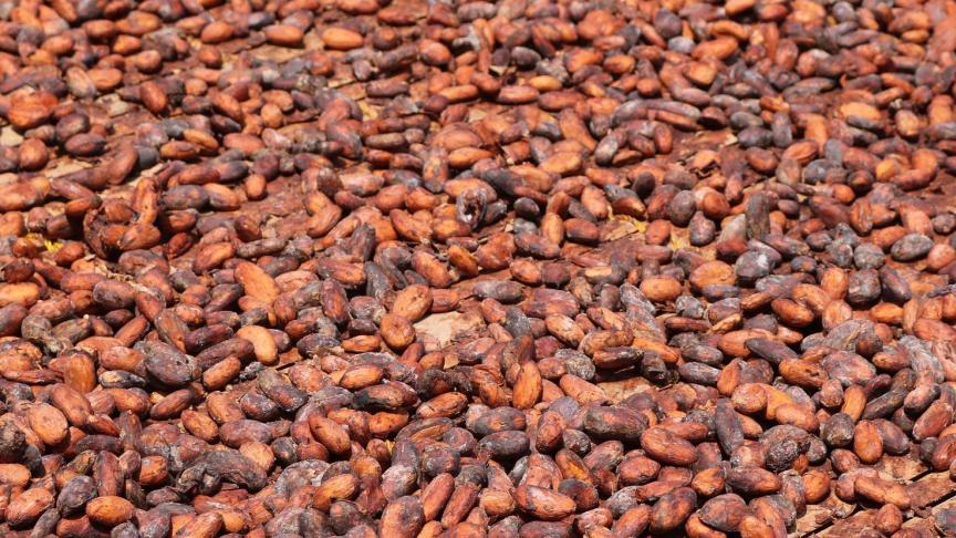 Ivoorkust en Ghana zijn ‘s werelds grootste exporteurs van ruwe cacao, goed voor ongeveer 60
% van de wereldwijde export.