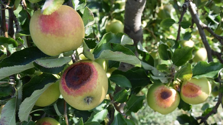 Zonnebrand zorgt de voorbije jaren in de fruitsector voor de grootste schade.