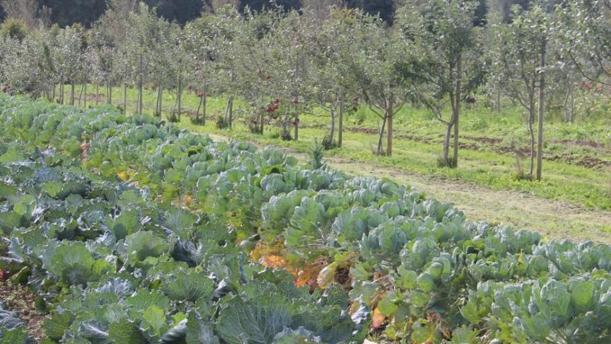 In 2018 kwam daar 37 ha en in 2019 ruim 43 ha bij in het kader van de agroforestry-subsidie voor de aanplant van bomen.