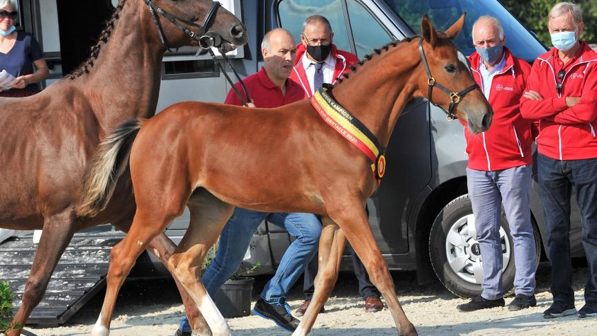 Una van den Bosdam (Kasanova de la Pomme x Darco), eig. Freddy De Vos, winnares bij de vrouwelijke springveulens,  reeks 1.