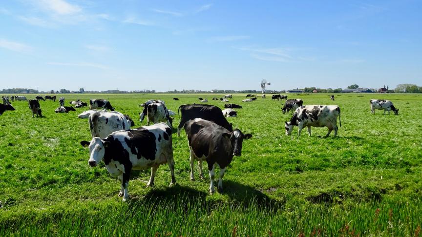 Koeien in een Fries landschap.